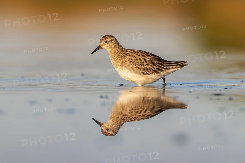 Sharp-tailed Sandpiper (Calidris acuminata), Victoria, Australia