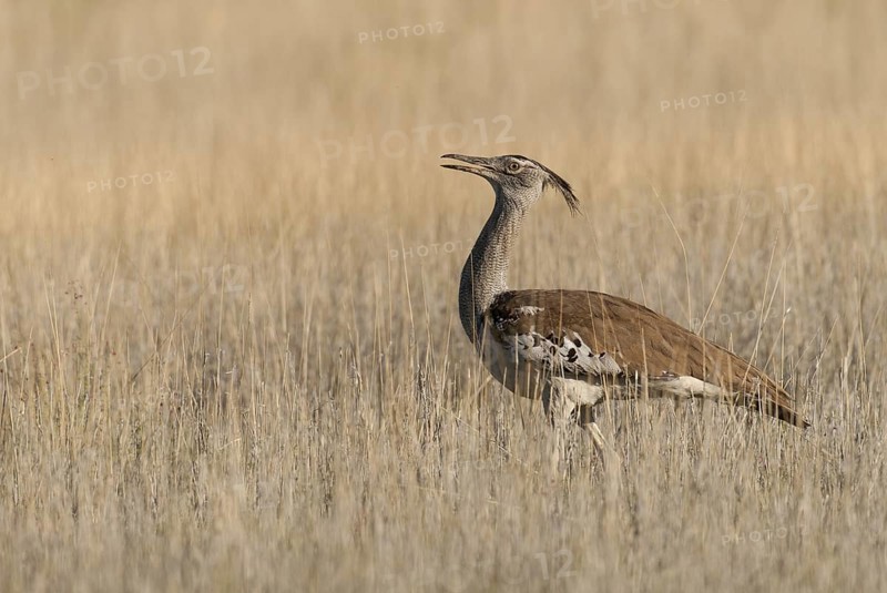Kori Bustard (Ardeotis kori), Northern Cape, South Africa