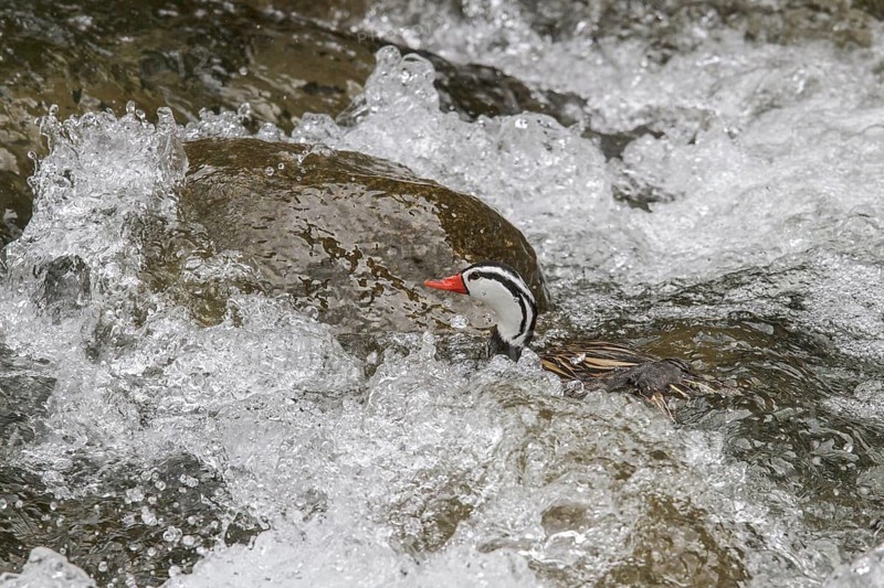 Torrent Duck (Merganetta armata) swimming in a river in Peru
