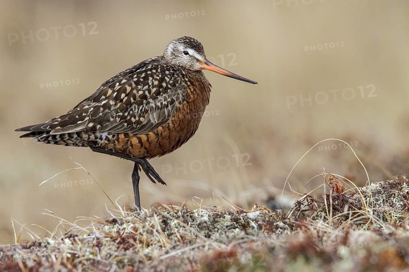 Hudsonian Godwit (Limosa haemastica) on the tundra near Churchill, Manitoba, Canada