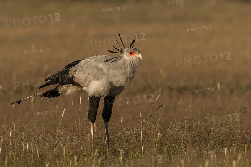 Secretarybird (Sagittarius serpentarius), Northern Cape, South Africa