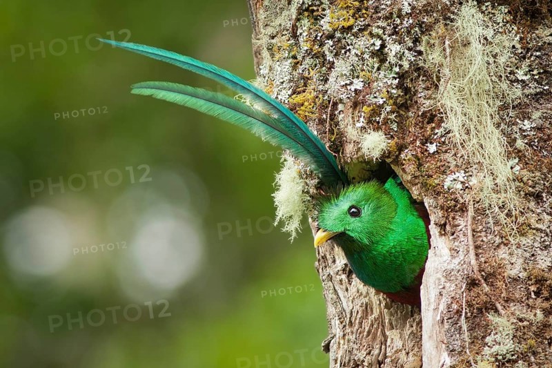 Resplendent Quetzal (Pharomachrus mocinno) male, Heredia, Costa Rica