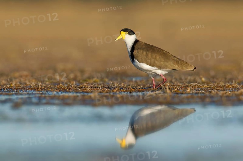 Masked Lapwing (Vanellus miles), Victoria, Australia