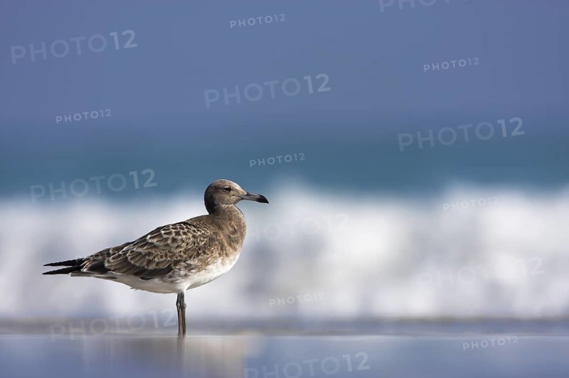 Sooty Gull (Ichthyaetus hemprichii), Oman