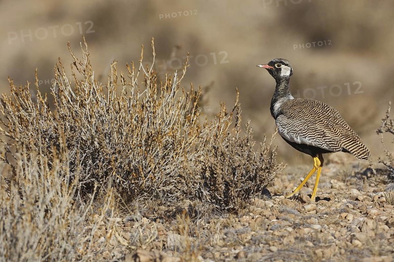 Northern Black Korhaan (Afrotis afraoides) male, Northern Cape, South Africa