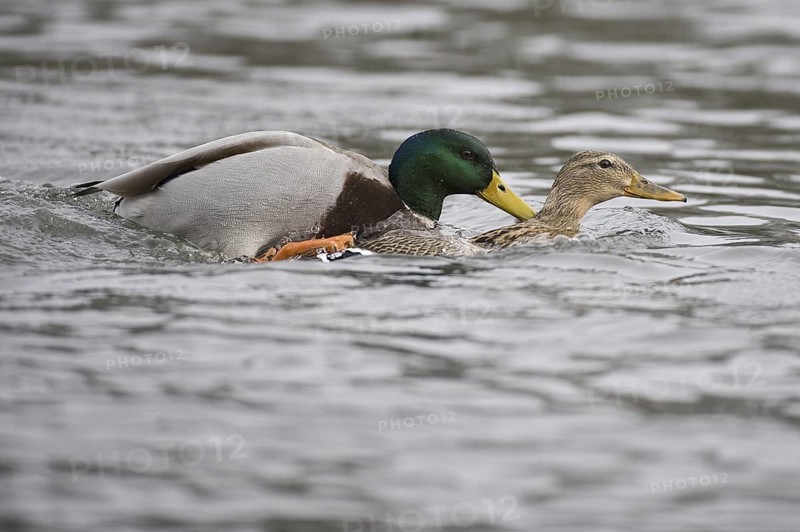 Mallard (Anas platyrhynchos), Lower Saxony, Germany