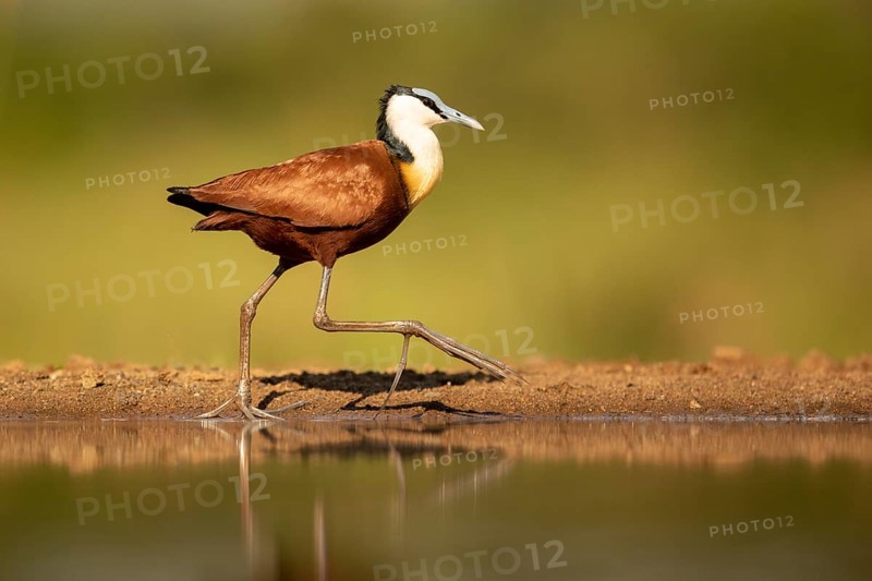 African Jacana (Actophilornis africanus), South Africa