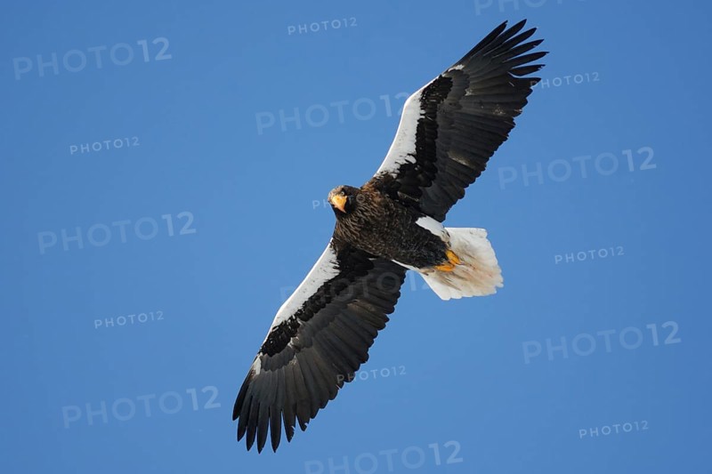 Steller's Sea Eagle (Haliaeetus pelagicus) flying, Hokkaido, Japan