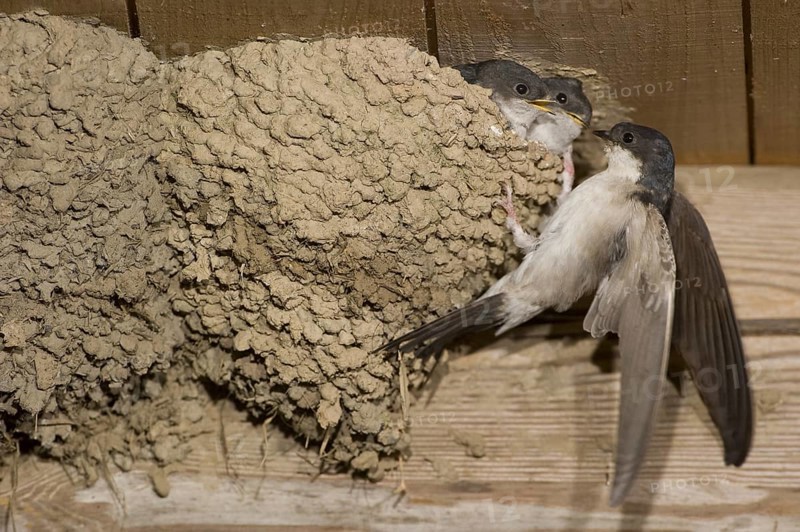 Common House Martin (Delichon urbicum), Saxony, Germany