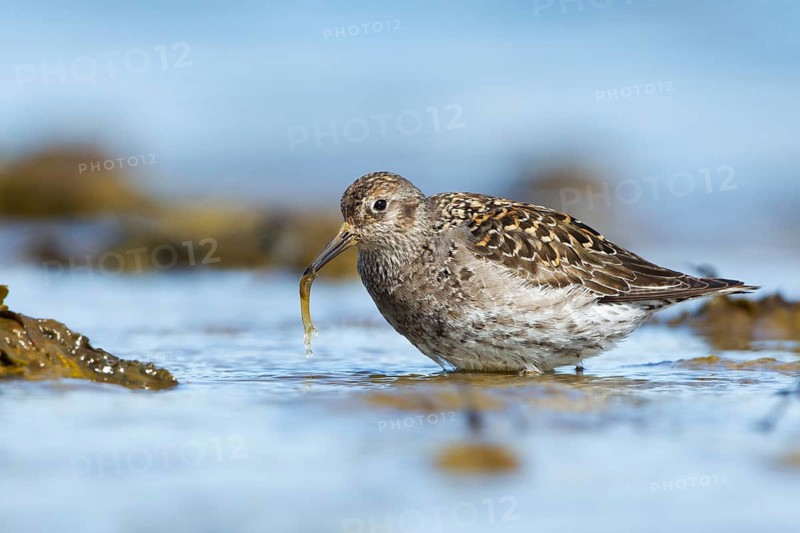 Purple Sandpiper (Calidris maritima) foraging, Iceland