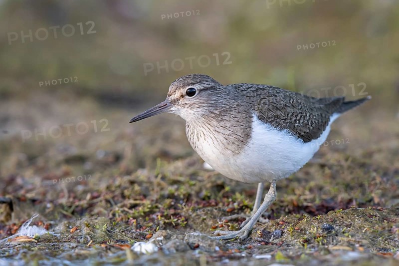 Common Sandpiper (Actitis hypoleucos), North Rhine-Westphalia, Germany