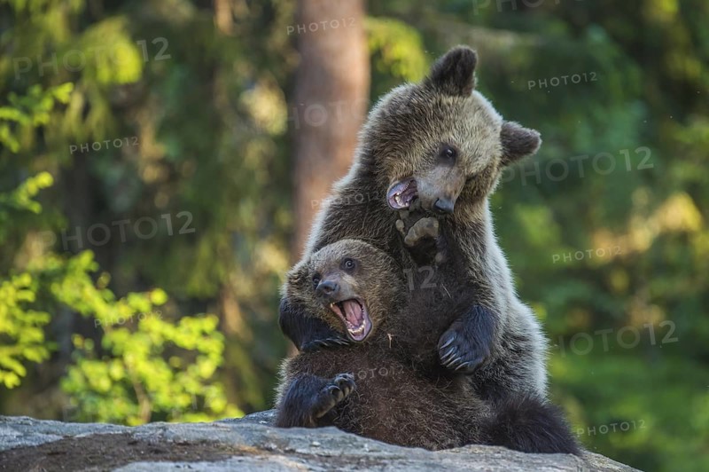 Eurasian Brown Bear (Ursus arctos) two fighting in forest, Finland