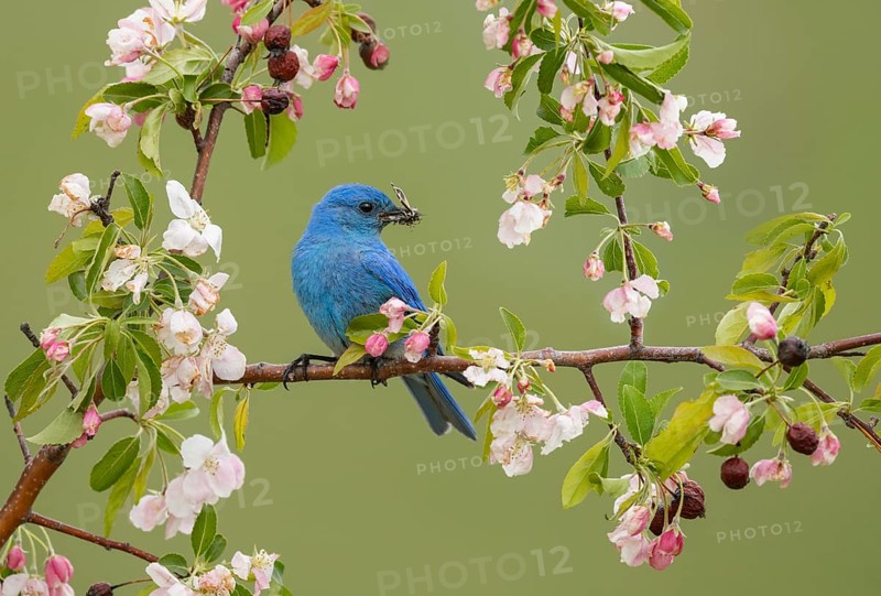 Mountain Bluebird (Sialia currucoides) male perched on a branch with food in its beak, British Columbia, Canada