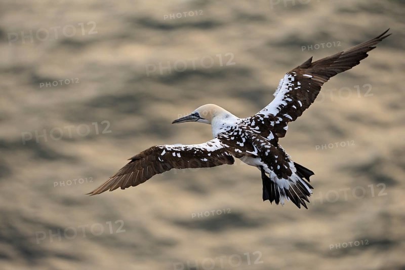 Northern Gannet (Morus bassanus) juvenile flying, Schleswig-Holstein, Germany