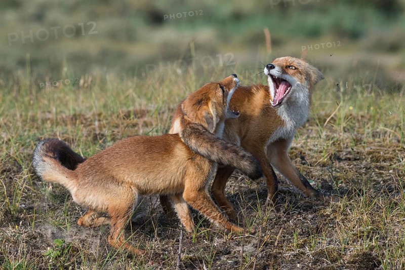 Red Fox (Vulpes vulpes) two adult fighting and playing in grassland, Netherlands