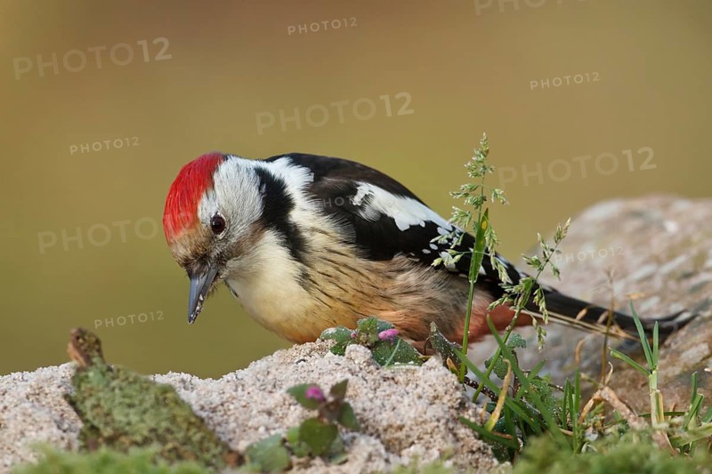 Middle Spotted Woodpecker (Dendrocoptes medius), Rhineland-Palatinate, Germany