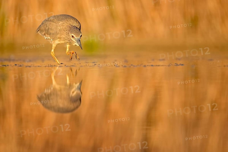 Black-crowned Night Heron (Nycticorax nycticorax) juvenile foraging, Hungary