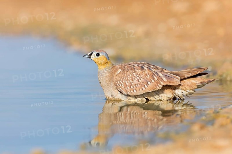 Kronenflughuhn, Crowned Sandgrouse, Pterocles coronatus, Ganga couronné, Ganga Coronada