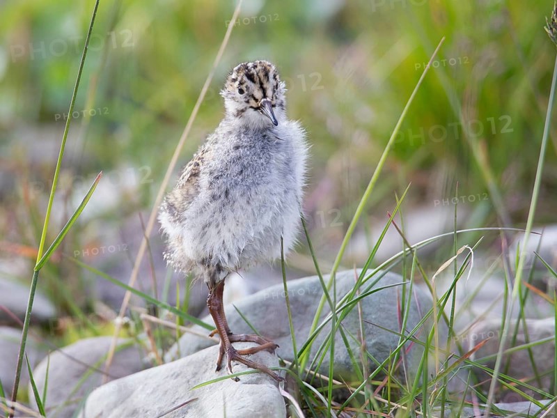 Purple Sandpiper (Calidris maritima) chick, Spitsbergen, Norway