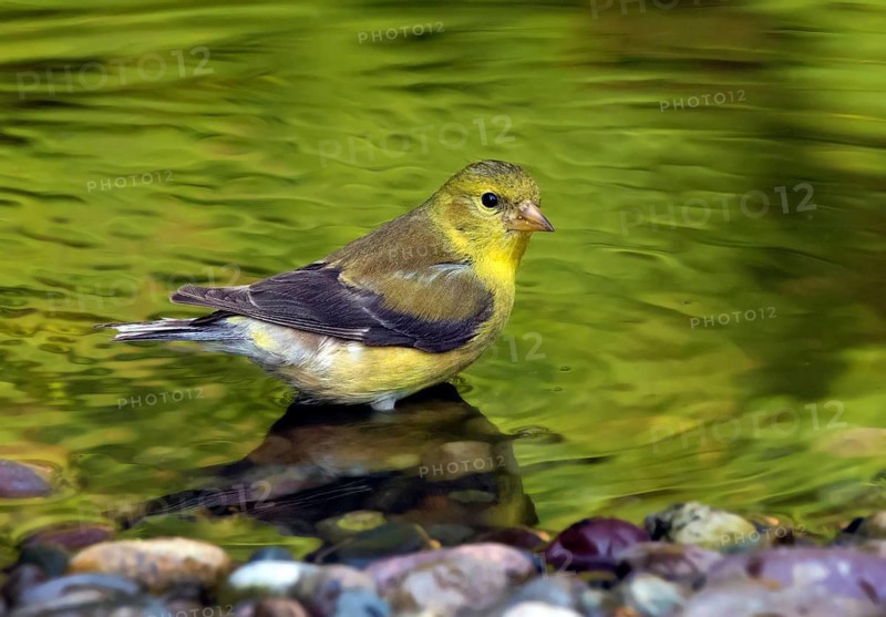 American Goldfinch, Carduelis tristis, bathes in a backyard pond in Saskatoon, Saskatchewan