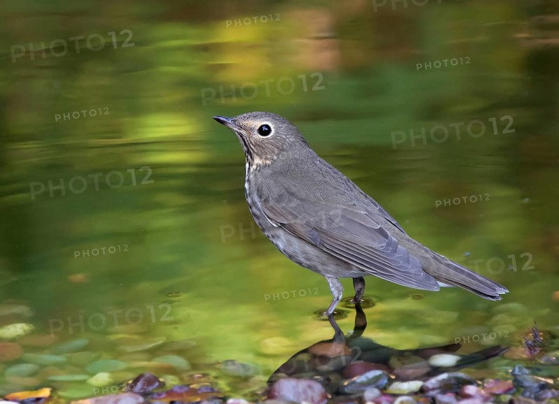A Swainson's Thrush, Catharus ustulatus, in a backyard pond in Saskatoon, Saskatchewan