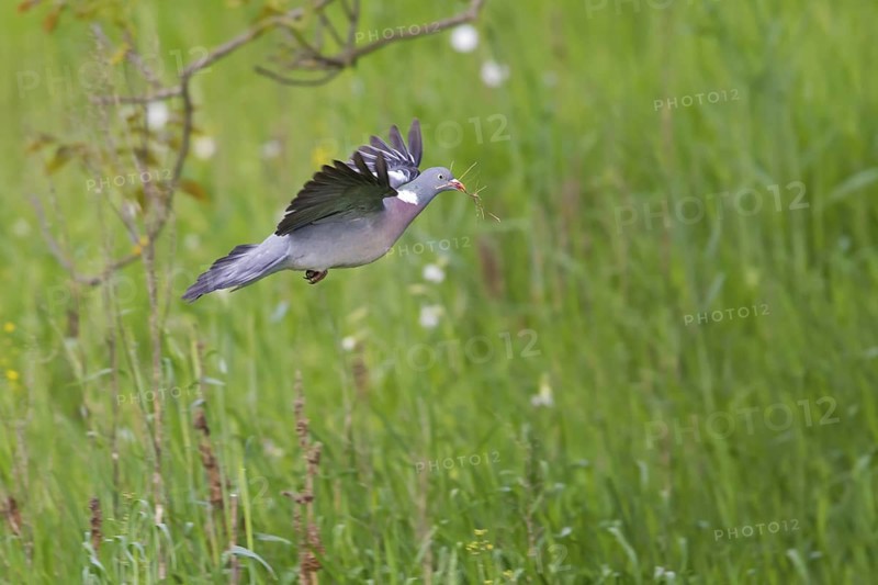Common Wood Pigeon (Columba palumbus) flying, Rhineland-Palatinate, Germany