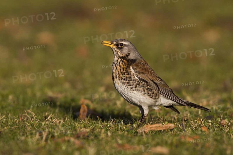 Fieldfare (Turdus pilaris)