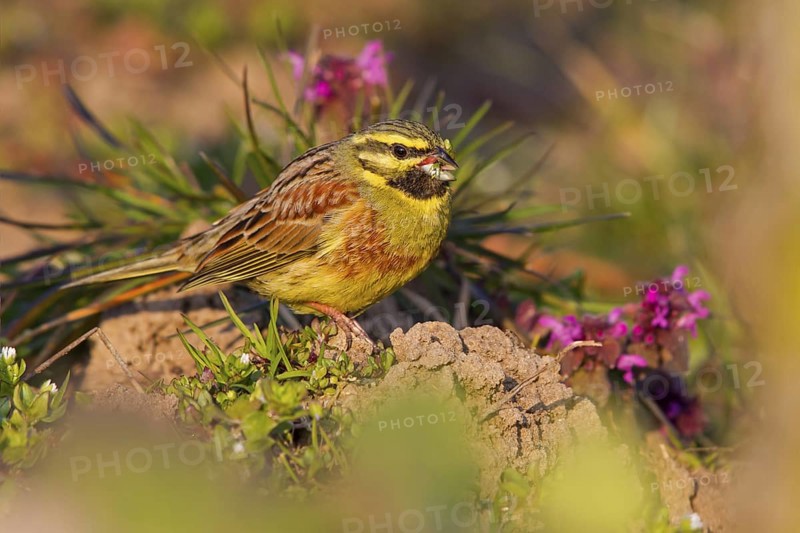 Cirl Bunting (Emberiza cirlus) male, Rhineland-Palatinate, Germany