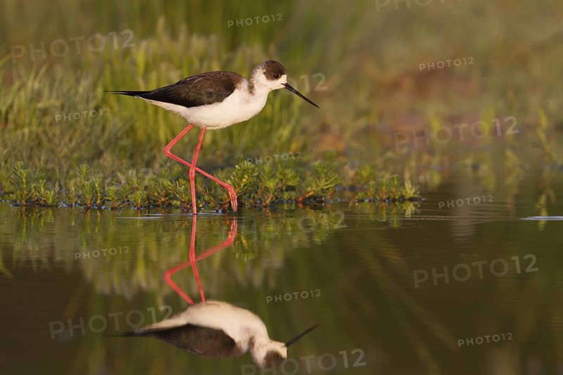 Black-winged Stilt (Himantopus himantopus), Cyprus