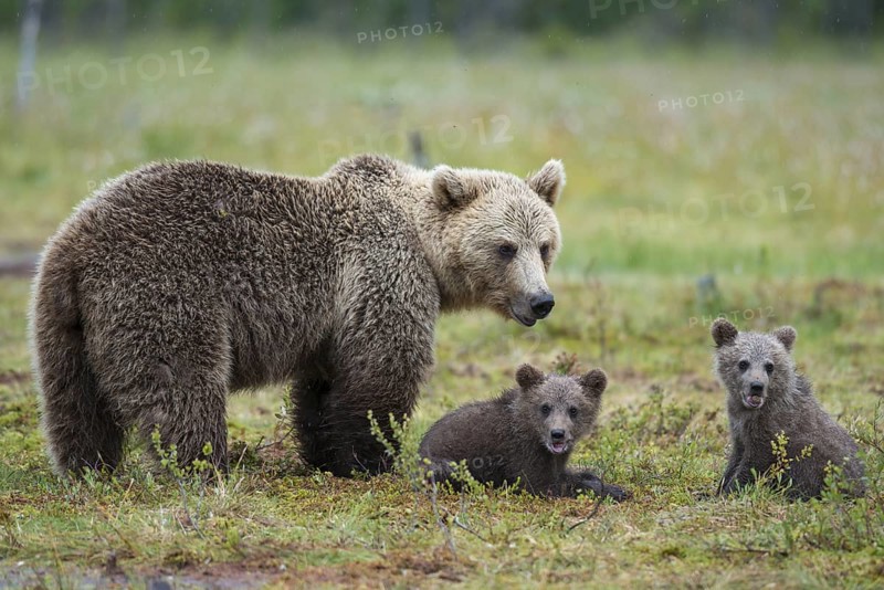 Eurasian Brown Bear (Ursus arctos) mother with two cubs, Karelia, Finland