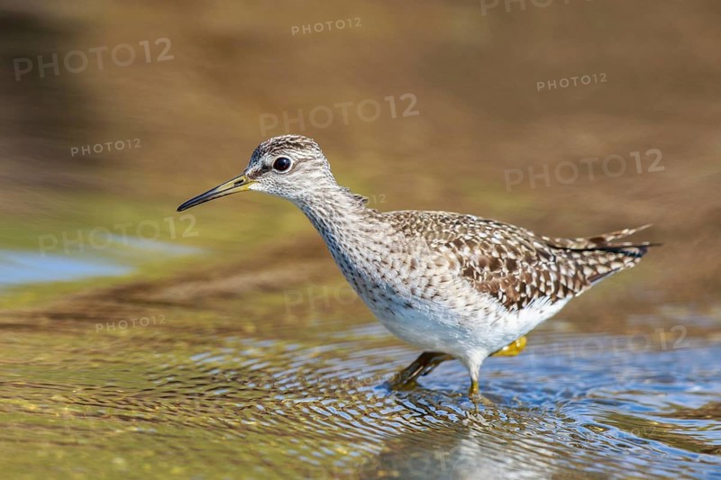 Wood Sandpiper (Tringa glareola) foraging, Greece