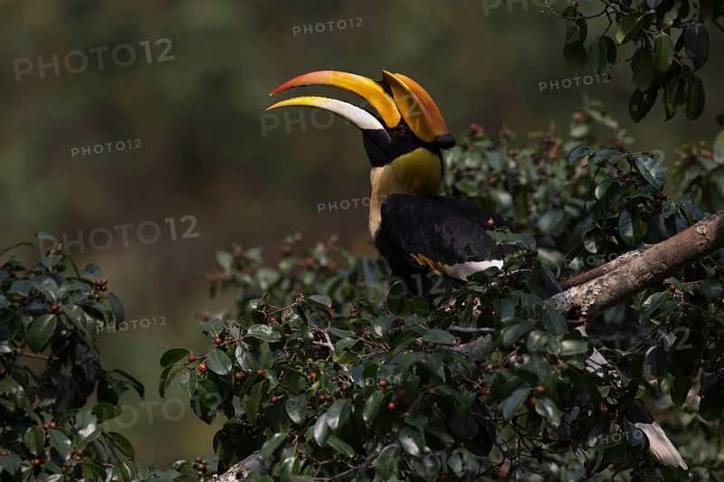 Great Hornbill (Buceros bicornis) male, Manas National Park, Bhutan
