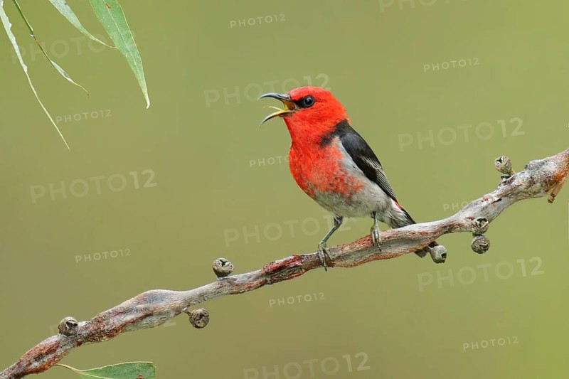 Scarlet Myzomela (Myzomela sanguinolenta) male singing, Victoria, Australia