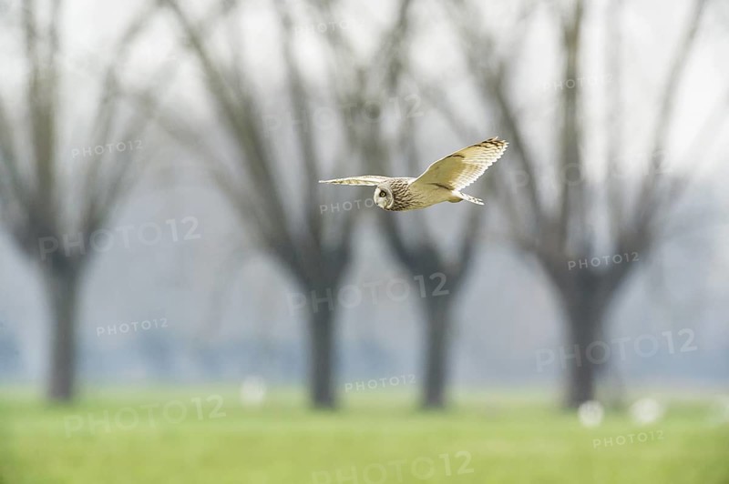 Short-eared Owl (Asio flammeus) flying, Emilia-Romagna, Italy