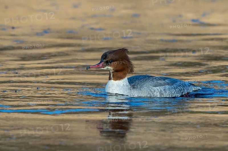 Common Merganser (Mergus merganser) female, Mecklenburg-Western Pomerania, Germany