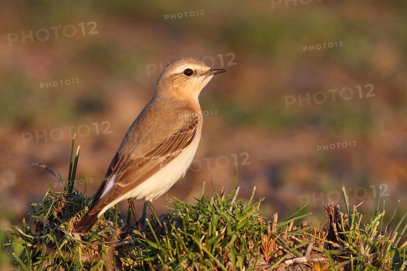 Isabelline Wheatear (Oenanthe isabellina), Greece