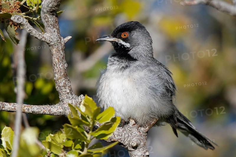 Rüppell's Warbler (Sylvia ruppeli) male perched on a branch, Greece