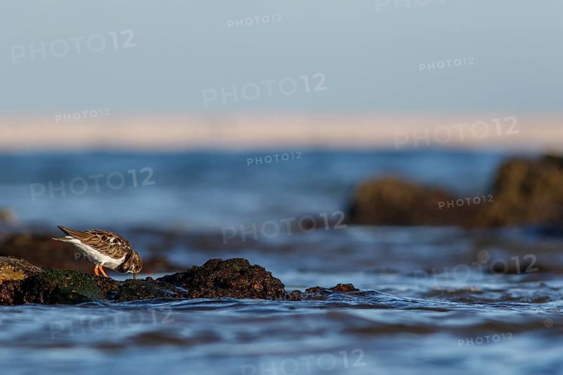 Ruddy Turnstone (Arenaria interpres) feeding amongst the rocks, Asturias, Spain