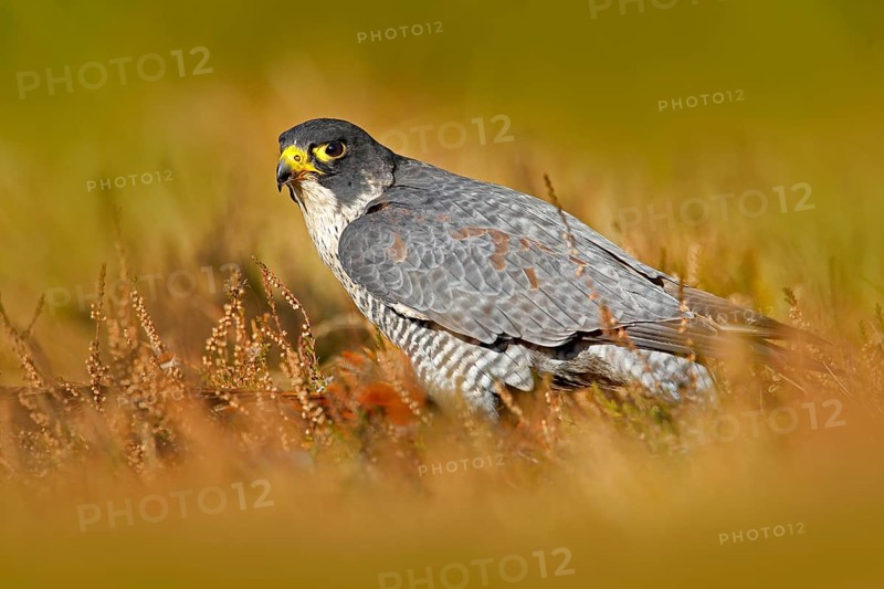 Peregrine Falcon
