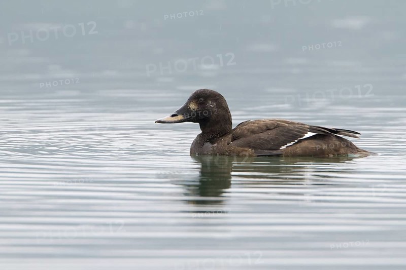 Velvet Scoter (Melanitta fusca) female, Krk, Croatia