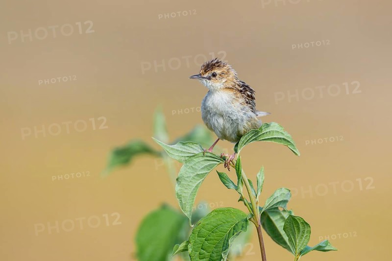 Zitting Cisticola (Cisticola juncidis) perched on a branch, Istria, Croatia