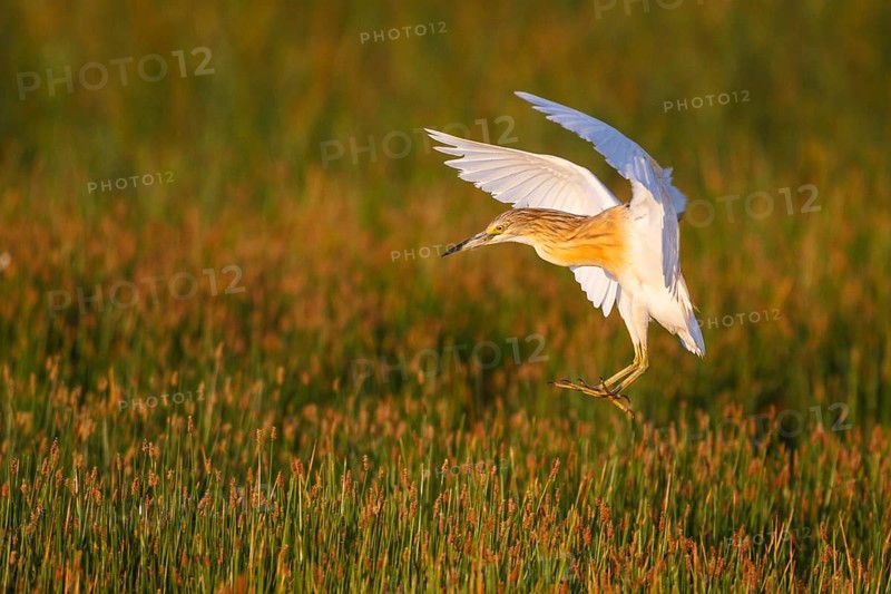 Squacco Heron (Ardeola ralloides) flying, Greece