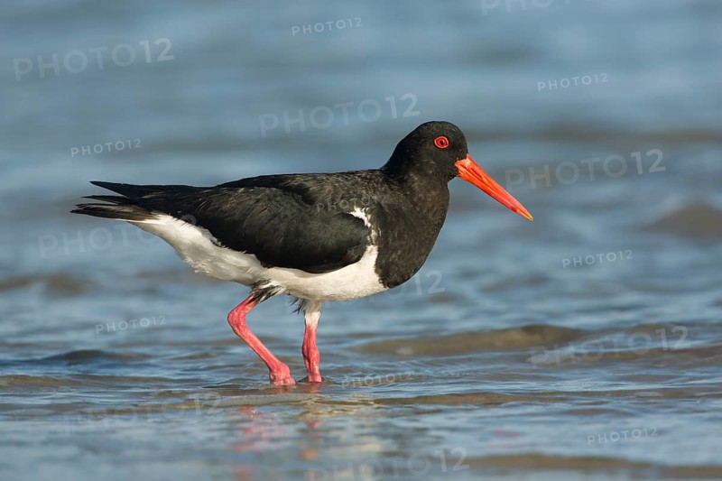 Pied Oystercatcher (Haematopus longirostris) foraging at shoreline, Victoria, Australia