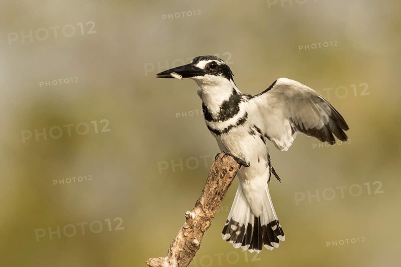 Pied Kingfisher (Ceryle rudis) male with fish in beak, Gambia