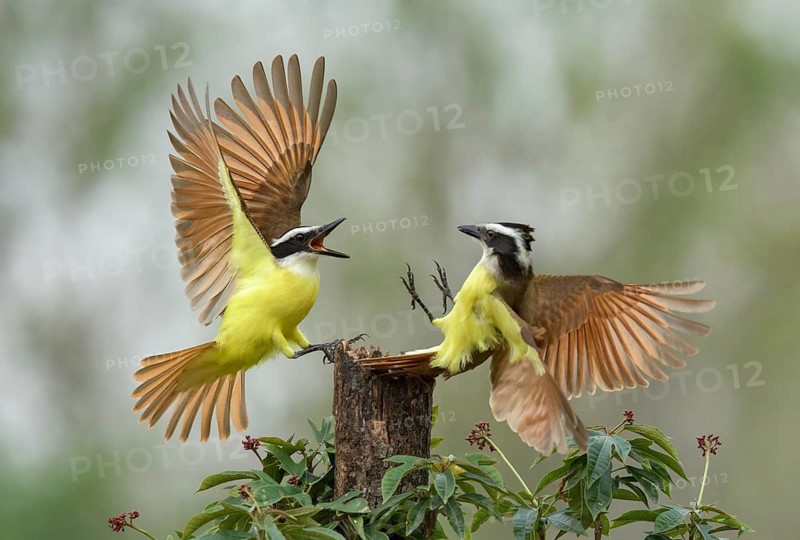 Great Kiskadee (Pitangus sulphuratus) wrangling, Texas, USA
