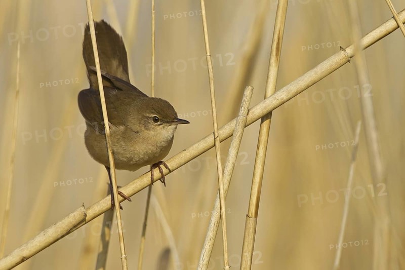 Savi's Warbler (Locustella luscinioides), Rhineland-Palatinate, Germany