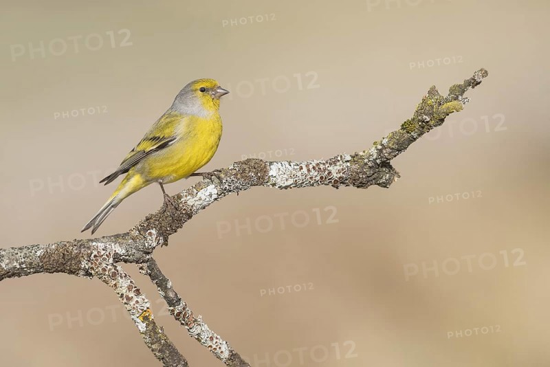 Citril Finch (Carduelis citrinella) male perched on a branch, Aosta Valley, Italy