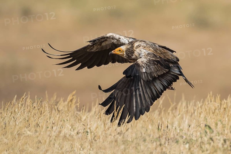 Egyptian Vulture (Neophron percnopterus) flying, Castile-La Mancha, Spain