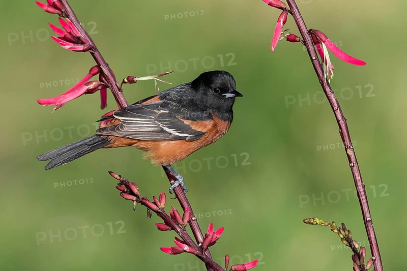 Orchard Oriole (Icterus spurius) perched on a branch, Texas, USA