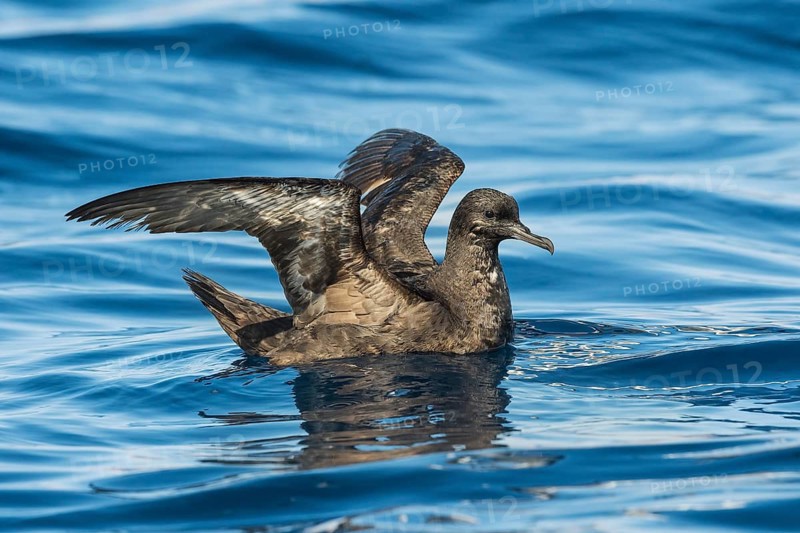 Sooty Shearwater (Ardenna grisea), Eilat, Israel